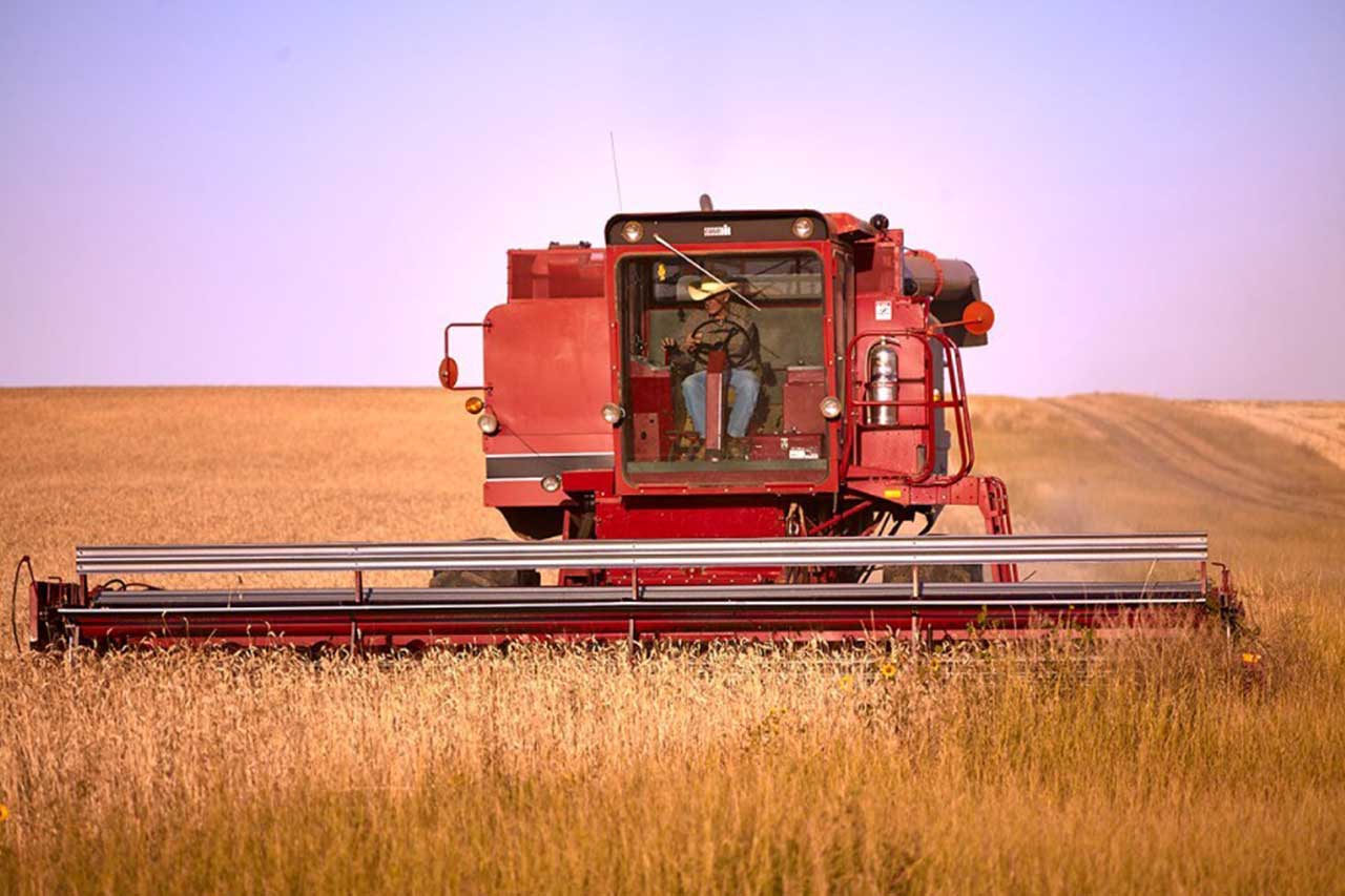 Боб Куинн собирает урожай пшеницы камут