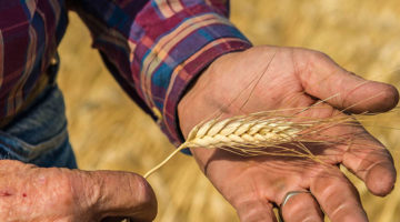пшеница камут хорасан